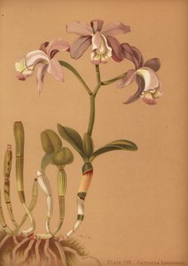 Loddigessカトレア蘭、Cattleya loddigesii 作： Unknown